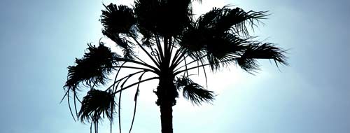 Los Angeles Palm Tree